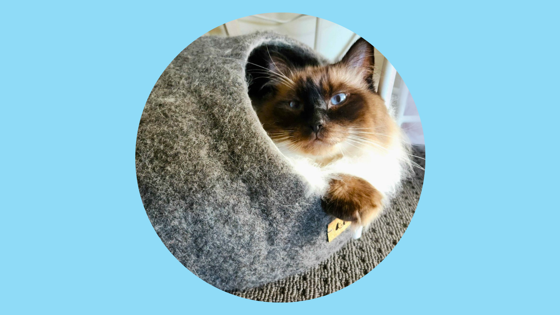 Large Fluffy Cat inside a Furbubba Cat Cave. Felt Cat Cave Australia. Cat Bed Australia. Cat Bed Large Catss