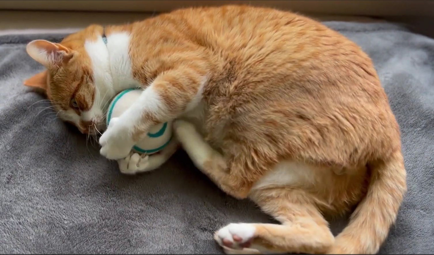 Ginger cat playing with eco-friendly cat toy, holding and kicking the cat toy with his hind leg. Best cat toys Australia
