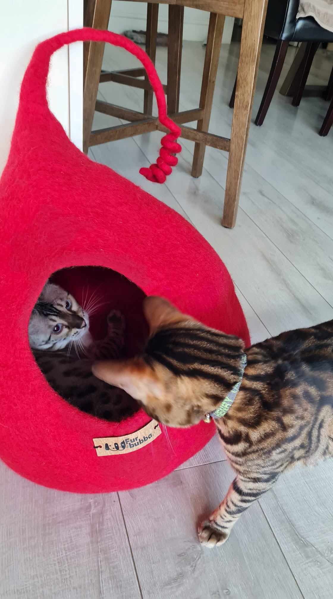 Two cats red cat bed dome