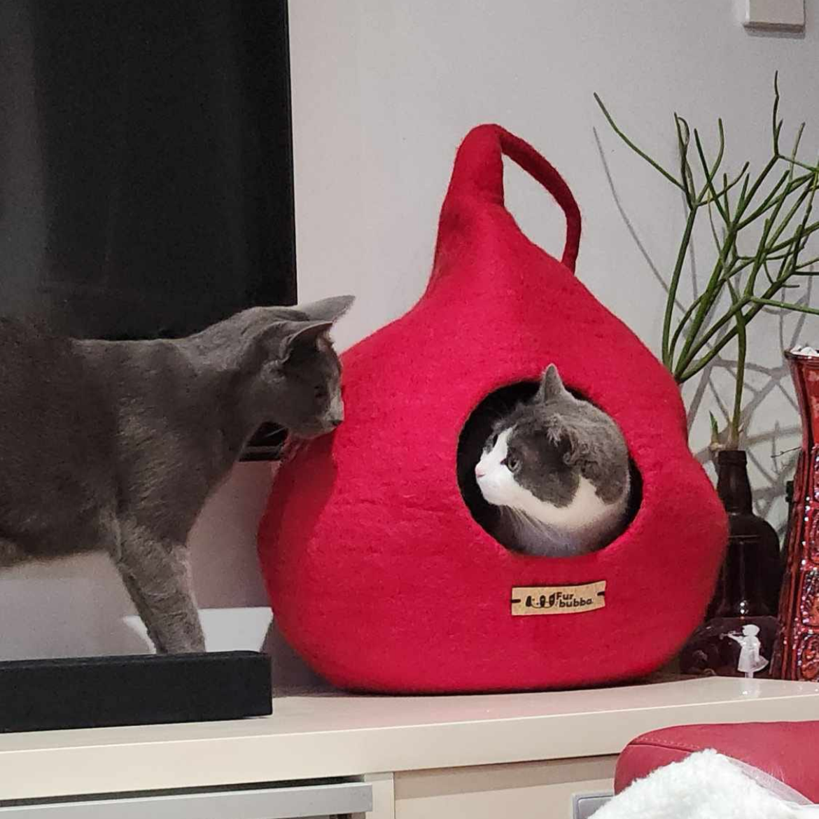 Two cats with red cat bed cat cave