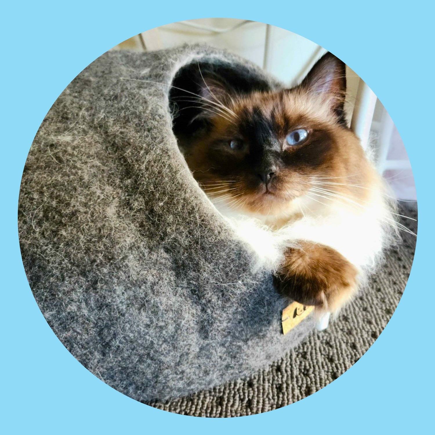 Blue eyed persian cat relaxing in a Furbubba Cat Cave - Cat Bed